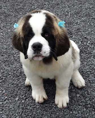 Giada - WestmountMag.ca