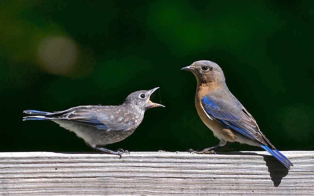 parenting bluebirds - WestmountMag.ca