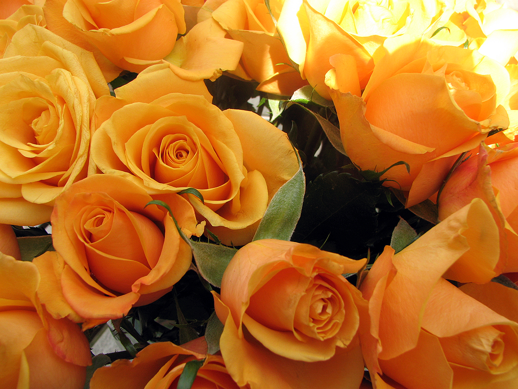 Flowers – WestmountMag.ca