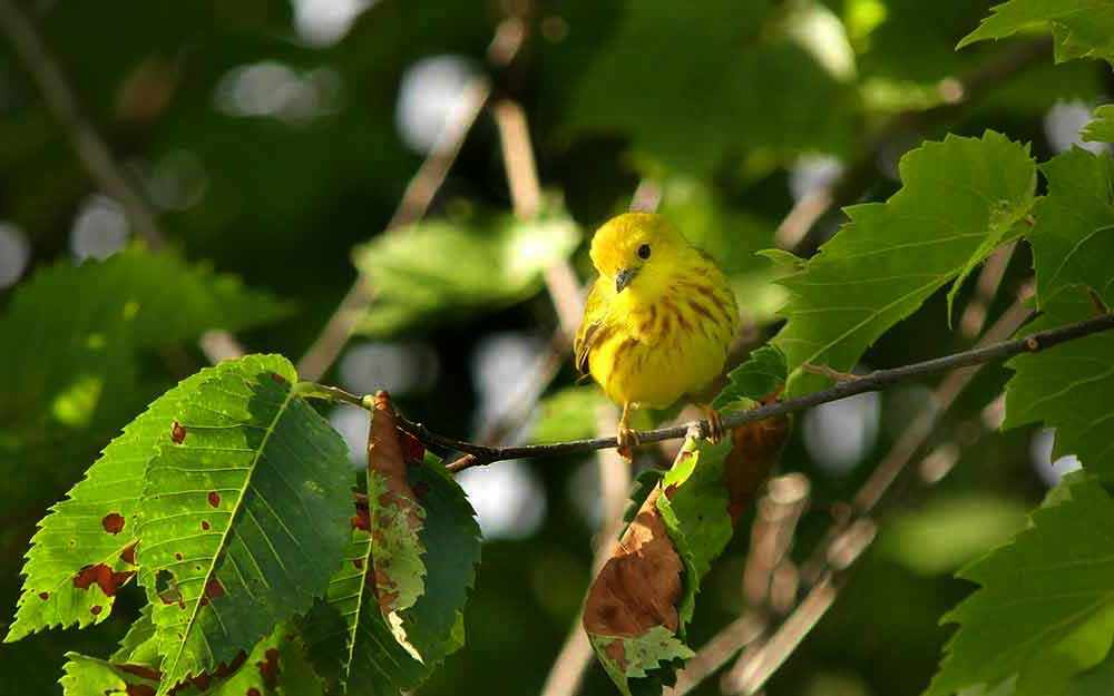 Male yellow warbler - WestmountMag.ca