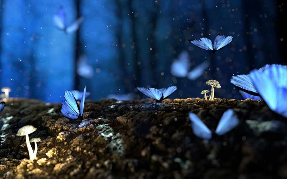 blue butterflies - WestmountMag.ca