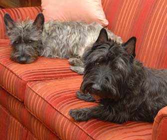 Daisy and Fling - WestmountMag.ca