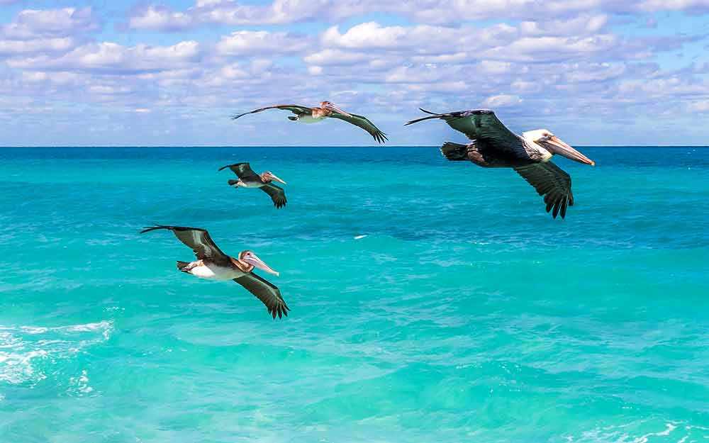 pelicans - WestmountMag.ca