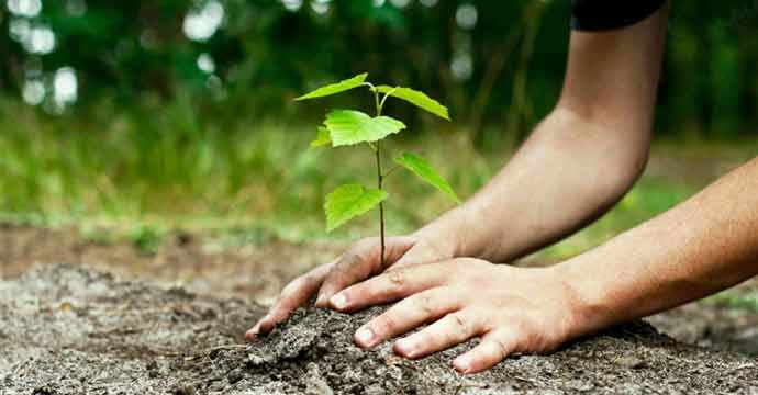tree planting - WestmountMag.ca