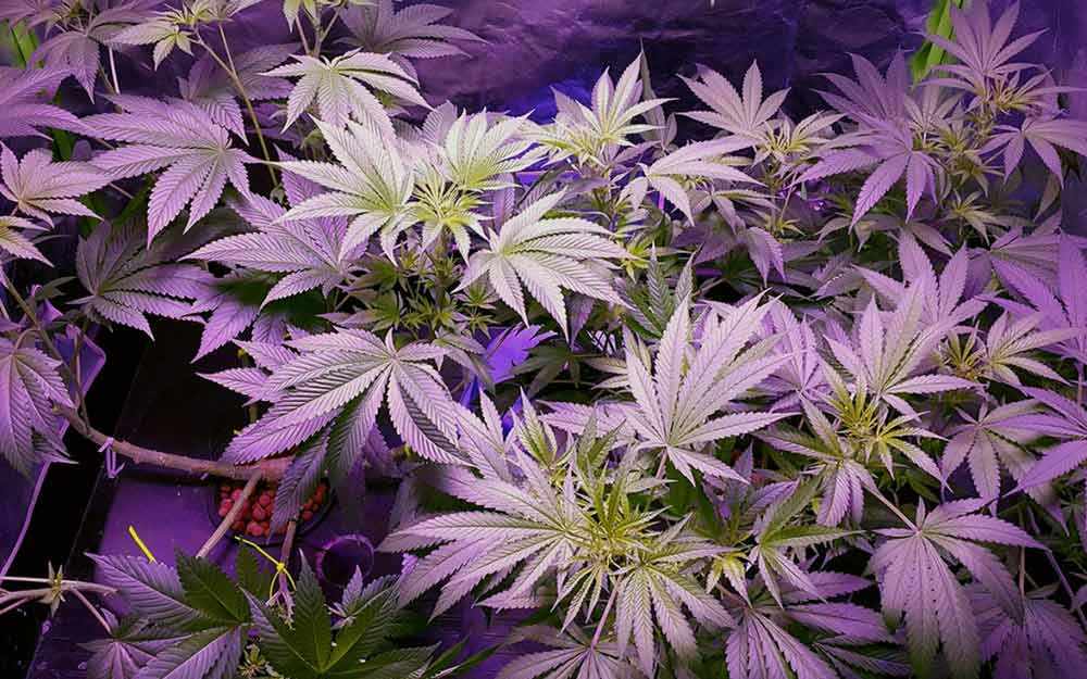 Cannabis – WestmountMag.ca