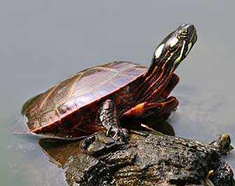 Eastern Painted Turtle - WestmountMag.ca