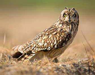 short eared owl - Westmountmag.ca