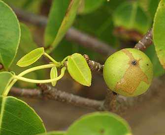 Manchineel tree fruit - WestmountMag.ca