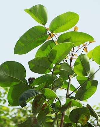 Manchineel tree - WestmountMag.ca