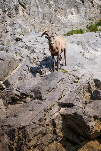 Mountain sheep - WestmountMag.ca