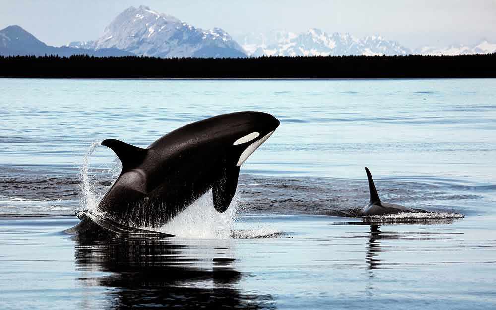 orcas northwest pacific - WestmountMag.ca