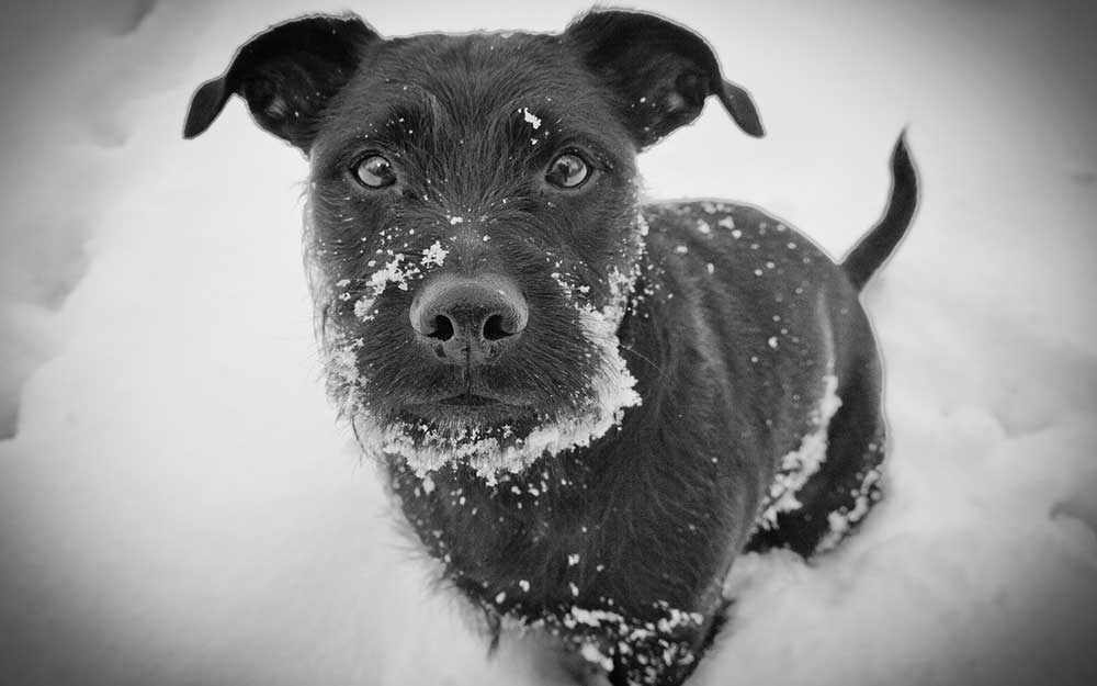 frosty pup - WestmountMag.ca