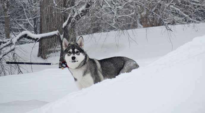 Husky in Westmount Park - WestmountMag.ca