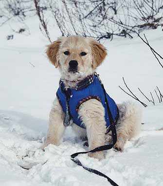 Maltese dog in winter - Westmountmag.ca