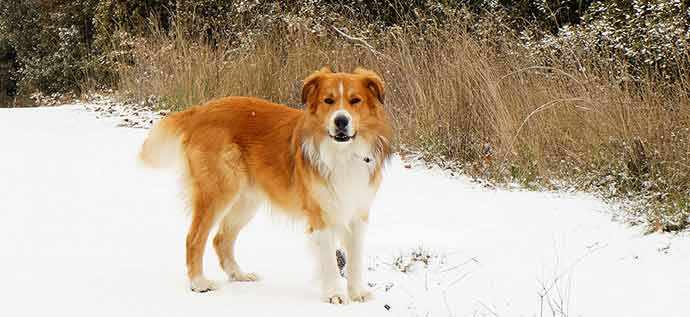 mixed breed dog in snow - WestmountMag.ca