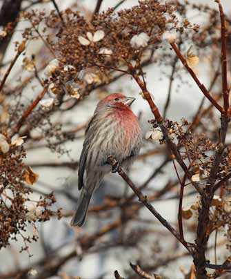 Mount Royal bird watching - WestmountMag.ca
