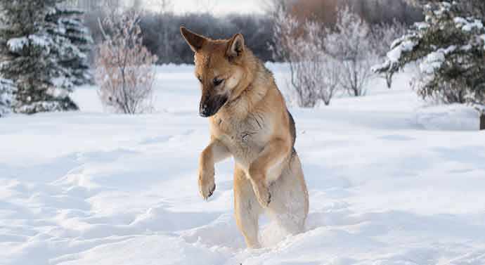 Shepherd playing in snow - WestmountMag.ca