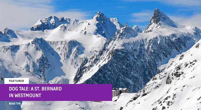 Dog’s Tale: A St. Bernard in Westmount - WestmountMag.ca