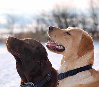 two dogs in winter - WestmountMag.ca