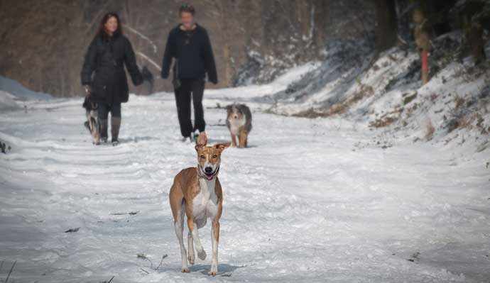 walking dogs on mountain - WestmountMag.ca