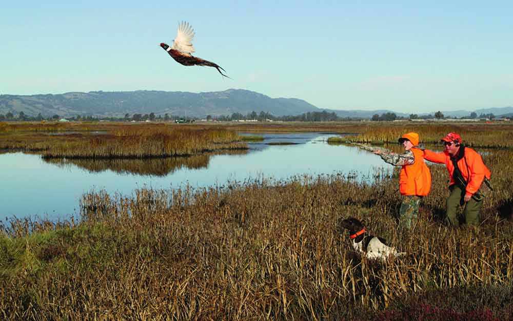 hunting pheasant - WestmountMag.ca