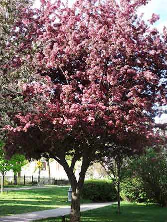 crab-apple blossoms - WestmountMag.ca