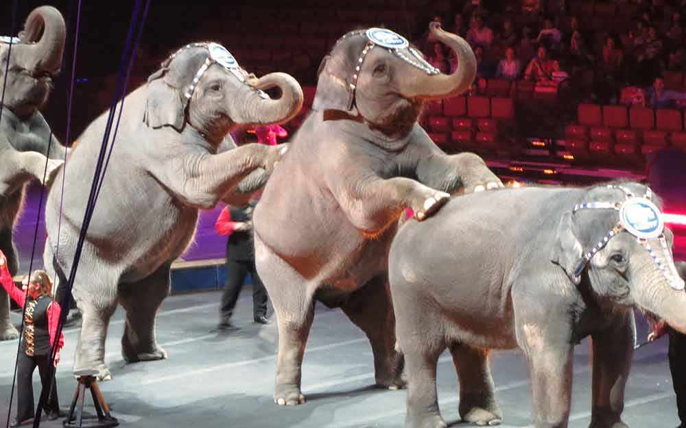 circus elephants - WestmountMag.ca