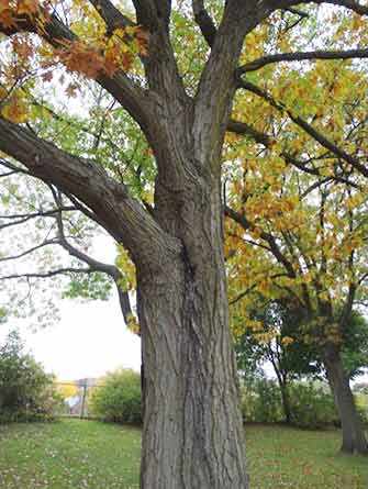 Oak tree KIng George Park - WestmountMag.ca