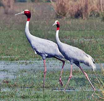 Sarus Crane - WestmountMag.ca