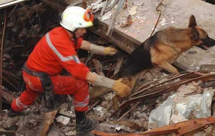 Canine rescue team at World Trade Center 9/11 - WestmuntMag.ca