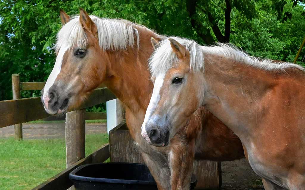 A Horse Tale horses