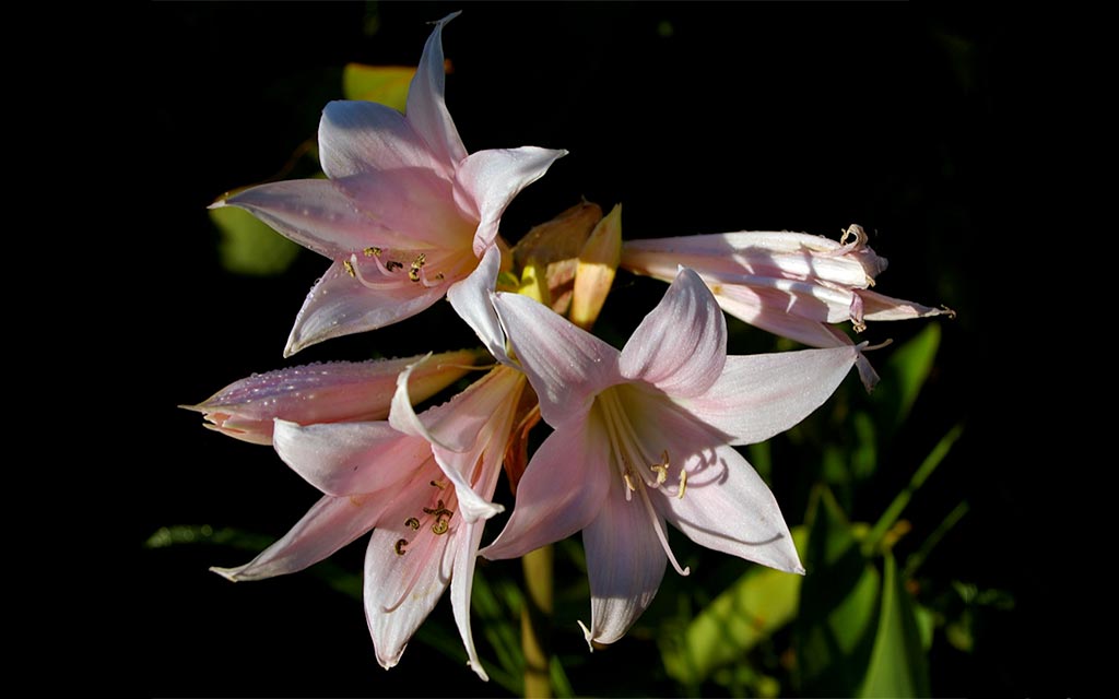 Amaryllis Belladonna