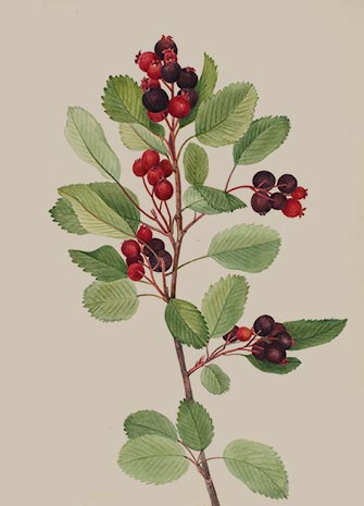 Amelanchier alnifolia