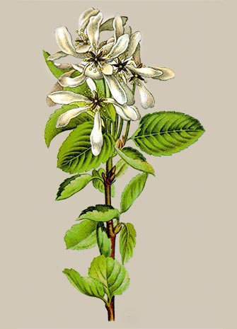 Amelanchier grandiflora 