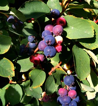 amelanchier berries