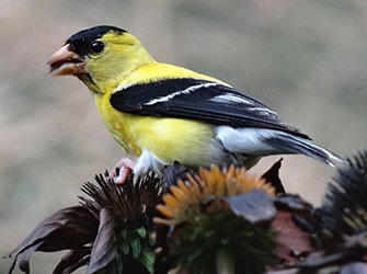 American Goldfinch