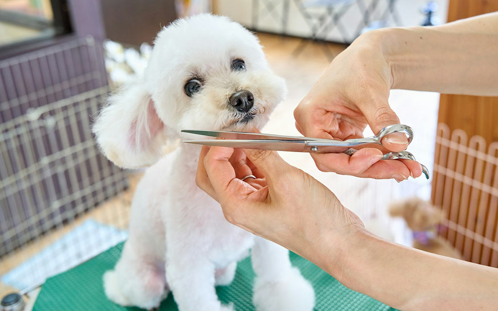 Pampered Pets 4937 B, Sherbrooke W, Westmount QC H3Z 1H2 • 514 487-9998 - westmountmag.ca