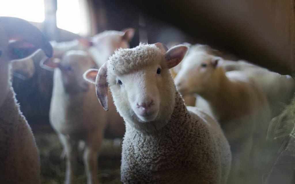 curious lamb - WestmountMag.ca