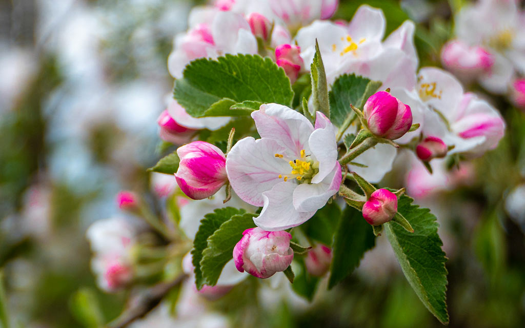 apple blossoms