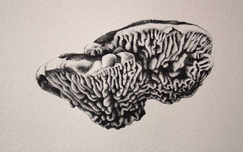 Catherine Magnan: I am a tree exhibition at Arts Sutton • Exhibition from September 11 to October 12, 2025