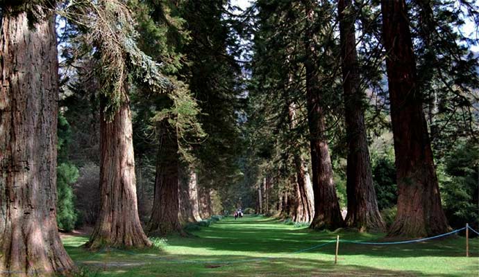 Giant Sequoias at Benmore Botanic Garden