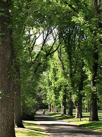 Avenue of English Elms