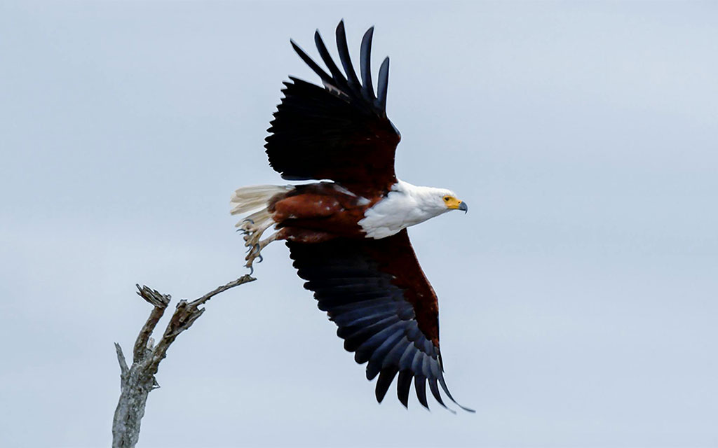Bald eagle taking flight