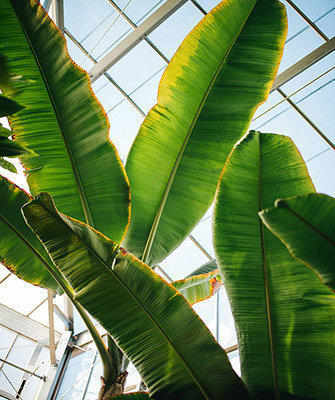 Banana plant in greenhouse 