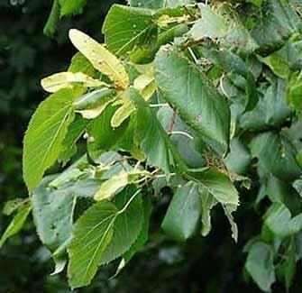 Basswood trees - WestmountMag.ca