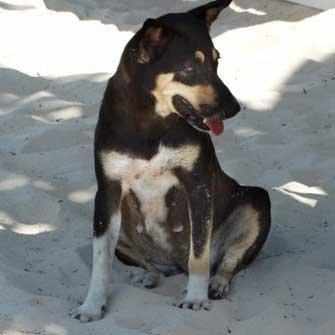 stray German Shepherd dog on beach - WestmountMag.ca