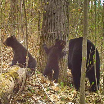 black bear den