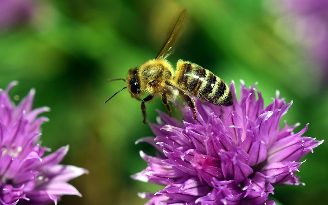 bee on purple flower