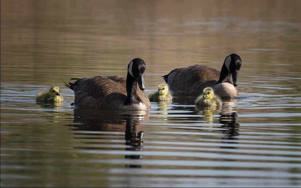 Canada Geese - WestmountMag.ca