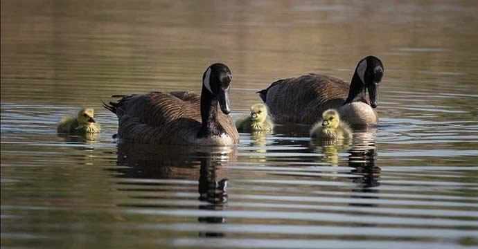 Bernaches / Canada Geese - WestmountMag.ca